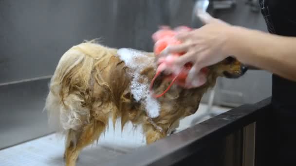 グルーミング サロンでポメラニアン スピッツの犬のプロフェッショナル クリーニング — ストック動画