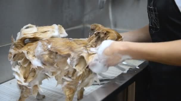 Professionele Reiniging Van Hond Van Pommeren Spits Grooming Salon — Stockvideo