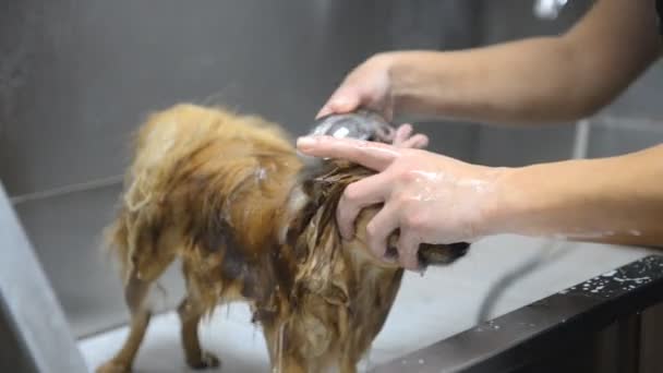 Professionele Reiniging Van Hond Van Pommeren Spits Grooming Salon — Stockvideo