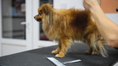 Köpek kuaföründe Spitz köpeği tımar etmek..