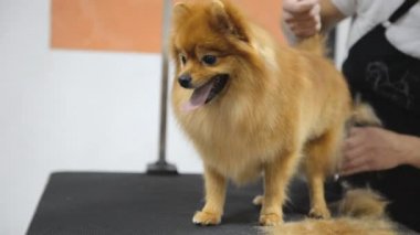 Köpek kuaföründe Spitz köpeği tımar etmek..