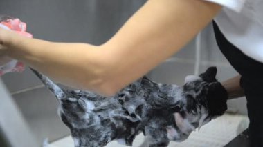 Profesyonel kediler kuaförde yıkanır.