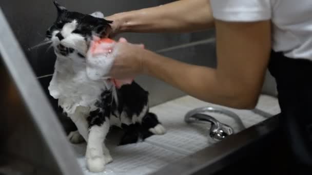 Lavaggio Professionale Del Gatto Nel Salone Toelettatura — Video Stock
