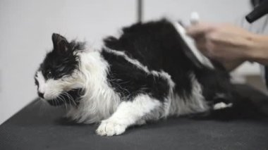 Profesyonel kedi bakım salonunda kurulanıyor.