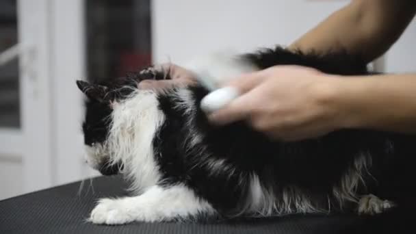 Asciugatura Professionale Del Gatto Nel Salone Toelettatura — Video Stock