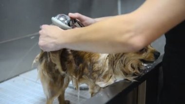 Damat salonda Pomeranian Spitz köpeğin profesyonel temizlik