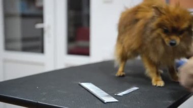 Salon damat profesyonel bir köpek bakım.