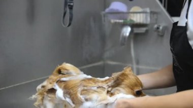 Damat salonda Pomeranian Spitz köpeğin profesyonel temizlik