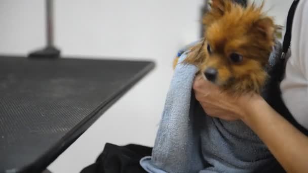 Καλλωπισμός Ένα Σκυλί Έναν Επαγγελματία Καλλωπισμός Salon — Αρχείο Βίντεο