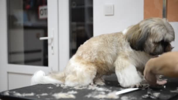 Kapsel Van Een Shih Tzu Hond Een Grooming Salon — Stockvideo