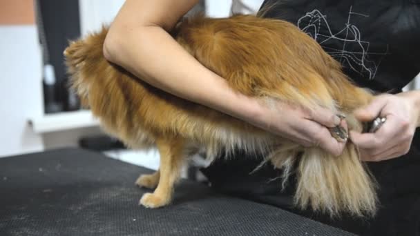 Das Herrchen krallt in einem Pflegesalon die Krallen eines Hundes an einen Pommernspitz — Stockvideo