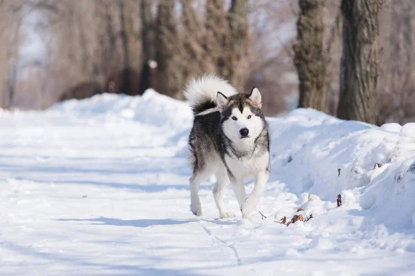 Cane malamute per una passeggiata in inverno in un parco sulla neve — Foto Stock