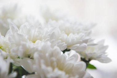 Krizantem bir vazo içinde bir buket penceredir