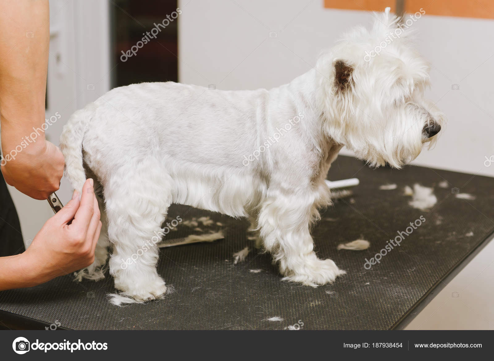 west highland grooming