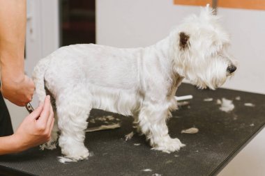 penye profesyonel damat salonda batı dağlık beyaz korkunç köpek.