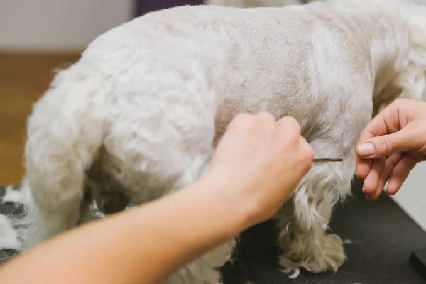 Chien de peignage professionnel West Highland White Terrier dans le salon de toilettage . — Photo