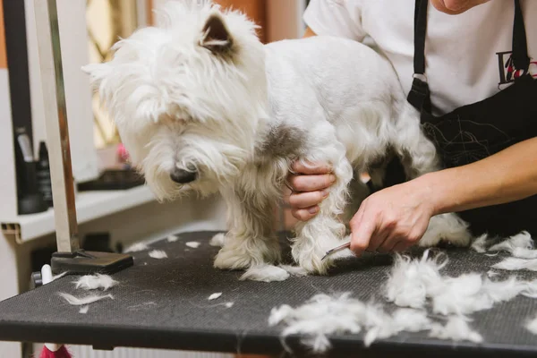 Профессиональная собака Вест Хайленд Уайт Терьер в парикмахерской . — стоковое фото