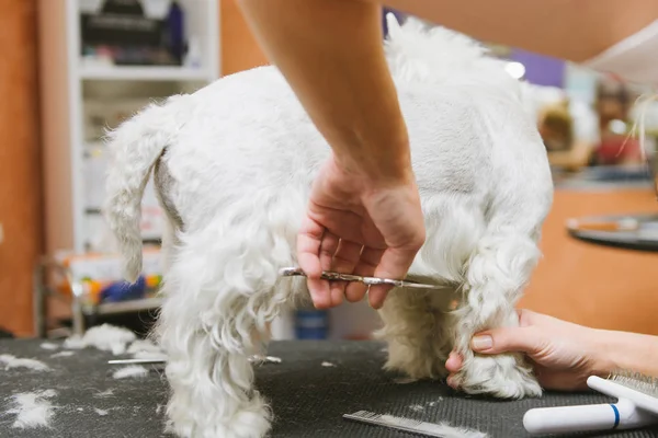 Επαγγελματικό συνεχές χτένισμα σκύλου δυτικά Highland λευκού σκύλου στο καλλωπισμός salon. — Φωτογραφία Αρχείου