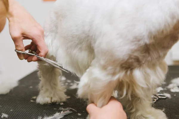 Chien de peignage professionnel West Highland White Terrier dans le salon de toilettage . — Photo