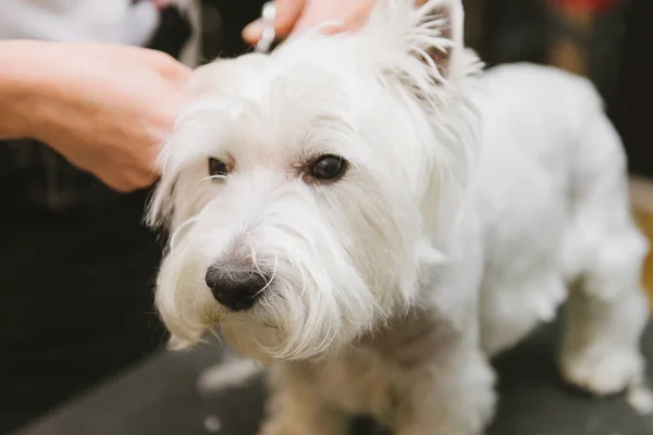 Perro peinado profesional West Highland White Terrier en el salón de aseo . —  Fotos de Stock