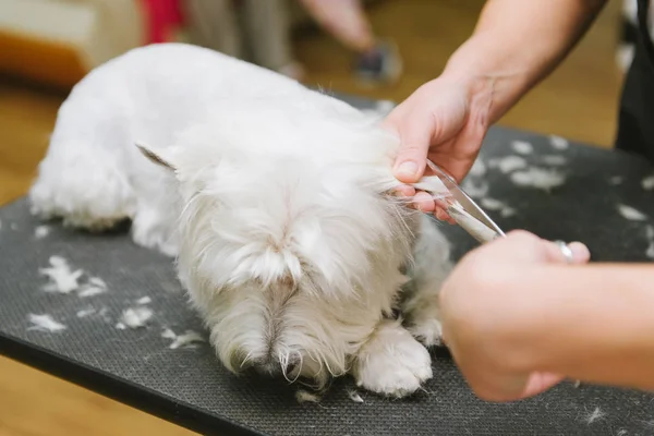 Perro peinado profesional West Highland White Terrier en el salón de aseo . —  Fotos de Stock