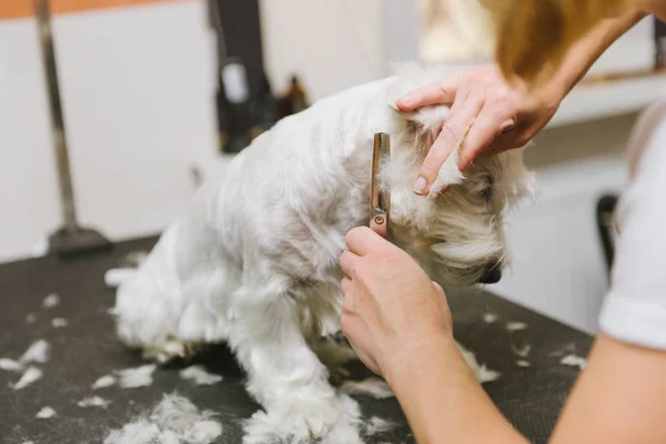 Chien de peignage professionnel West Highland White Terrier dans le salon de toilettage . — Photo