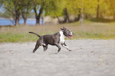 Staffordshire Terrier köpek gölün kıyısında çalışır.