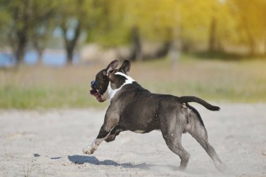 Staffordshire Terrier köpek gölün kıyısında çalışır.