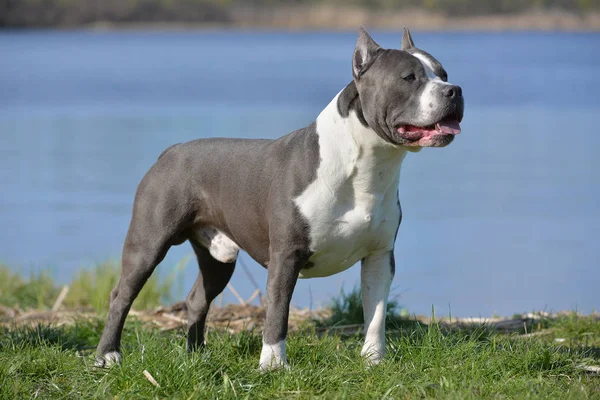 Niebieski staffordshire terrier na spacer — Zdjęcie stockowe