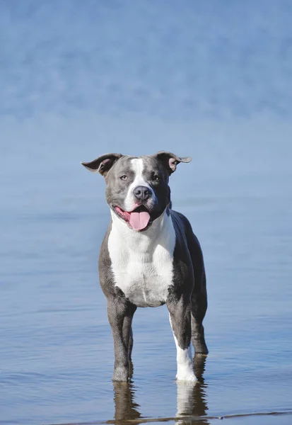 Blauwe Staffordshireterriër voor een wandeling — Stockfoto