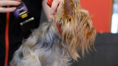 Profesyonel saç kesimi köpeği Yorkshire Teriyeri kuaförde.