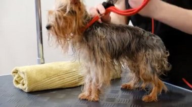 profesyonel kurutma köpek damat salonda Yorkshire korkunç.
