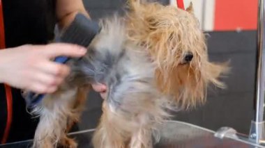 profesyonel kurutma köpek damat salonda Yorkshire korkunç.