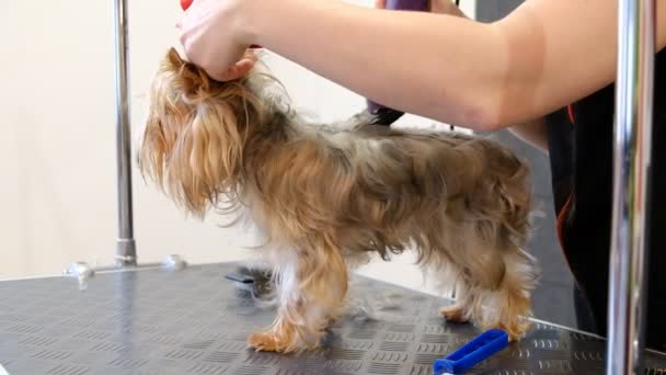 Cane Taglio Professionale Yorkshire Terrier Nel Salone Toelettatura — Video Stock