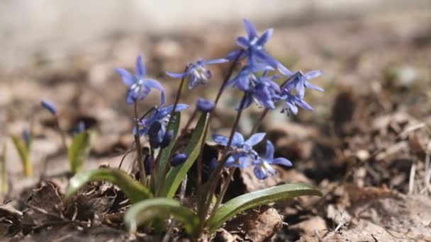 Blühen Der Ersten Frühlingsblumen Der Wälder — Stockvideo