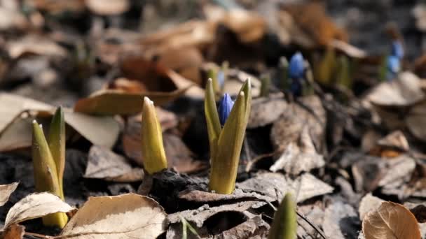 Blomning Första Vårblommorna Skogen — Stockvideo