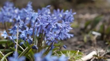 Ormanın ilk bahar çiçek çiçeklenme.