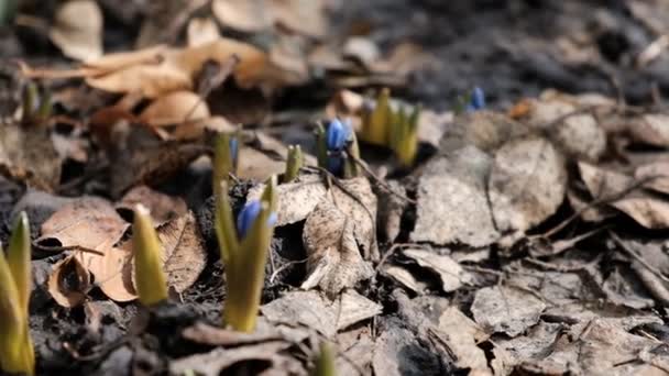 Kwitnienia Pierwsze Wiosenne Kwiaty Las — Wideo stockowe