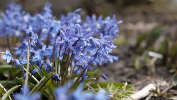 Floração Das Primeiras Flores Primavera Das Madeiras — Vídeo de Stock