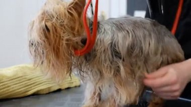 profesyonel kurutma köpek damat salonda Yorkshire korkunç.