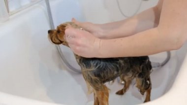 profesyonel damat bir salonda bir Yorkshire Terrier yıkama.