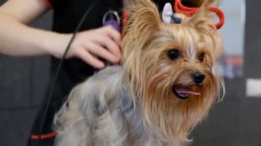 Profesyonel saç kesimi köpeği Yorkshire Teriyeri kuaförde.