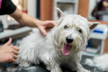 Batı dağlık beyaz korkunç köpek bakım