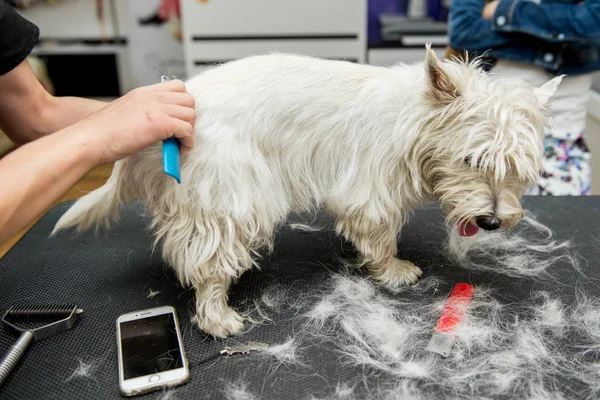 Perro West Highland White Terrier aseo — Foto de Stock