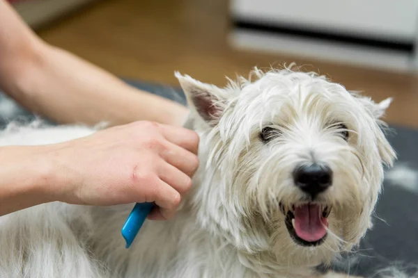 Chien West Highland White Terrier toilettage — Photo