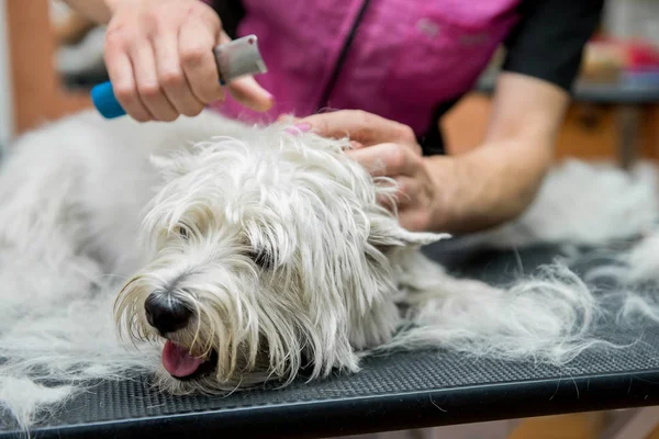 ウエスト ・ ハイランド ・ ホワイト ・ テリアの犬の毛づくろい — ストック写真