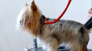 profesyonel kurutma köpek damat salonda Yorkshire korkunç.