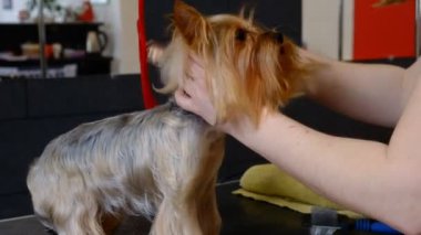 profesyonel kurutma köpek damat salonda Yorkshire korkunç.