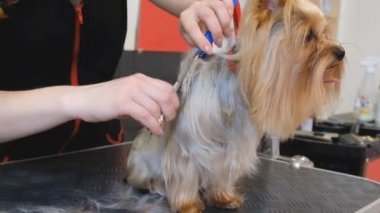 Profesyonel saç kesimi köpeği Yorkshire Teriyeri kuaförde.