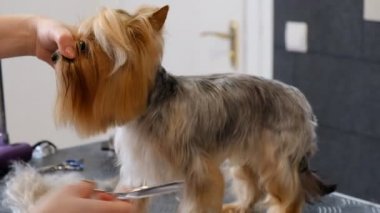 Profesyonel saç kesimi köpeği Yorkshire Teriyeri kuaförde.